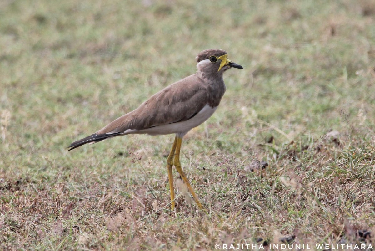 Vanellus malarbaricus Boddaert, 1783